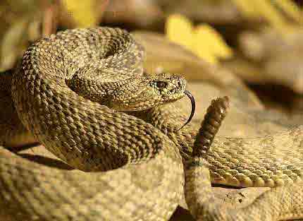 20071211130200-serpiente.jpg